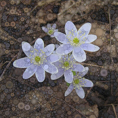 Hepatica by Daniel McPheeters Hepatica by Daniel McPheeters