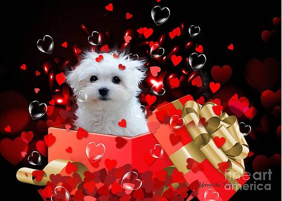 Hermes the Valentine Boy by Morag Bates Hermes the Valentine Boy by Morag Bates