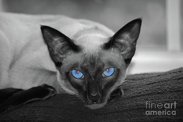Wall Art - Photograph - Hey There Blue Eyes - Siamese Cat by Flippin Sweet Gear