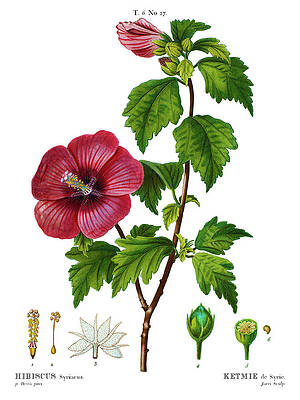 Featured image of post How To Draw Hibiscus For Kids