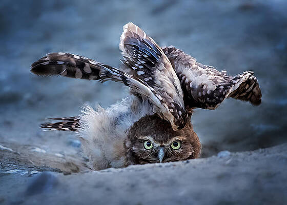 Wall Art - Photograph - Hideing by Annie Poreider