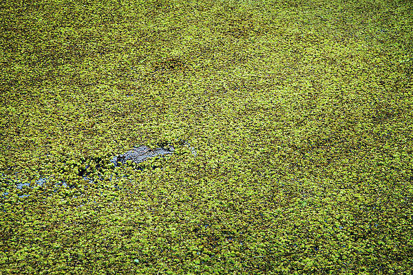 Wall Art - Photograph - High Angle View Of Crocodile In Swamp by Cavan Images