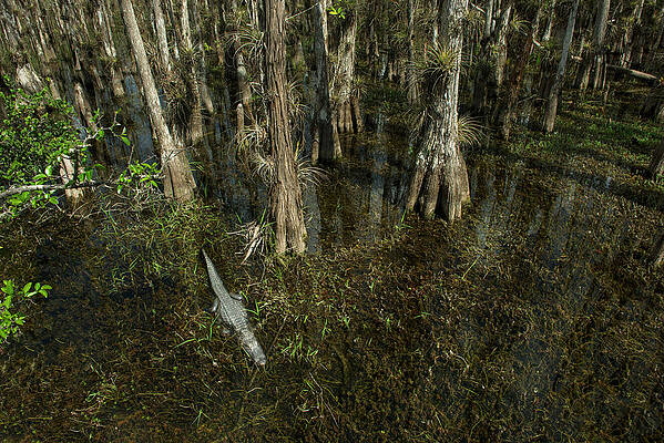 Wall Art - Photograph - High Angle View Of Trees And Alligator In Swamp At Forest by Cavan Images