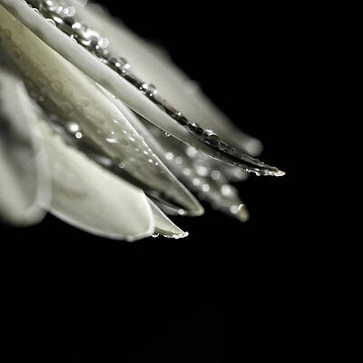 Wall Art - Photograph - Highlight by Michelle Wermuth