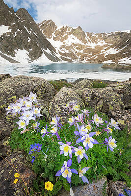 Wall Art - Photograph - Holy Cross Columbines by Aaron Spong