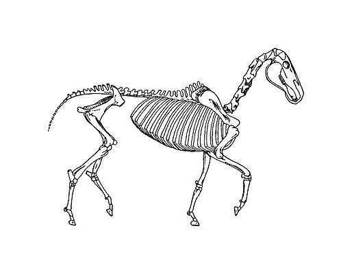 Animal Skeleton Drawings - Fine Art America