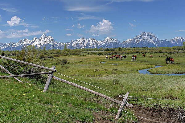 Wall Art - Photograph - Horses grazing with a view by Ronnie And Frances Howard