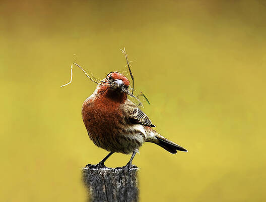 Wall Art - Photograph - How To Build A Nest by Yuan Su