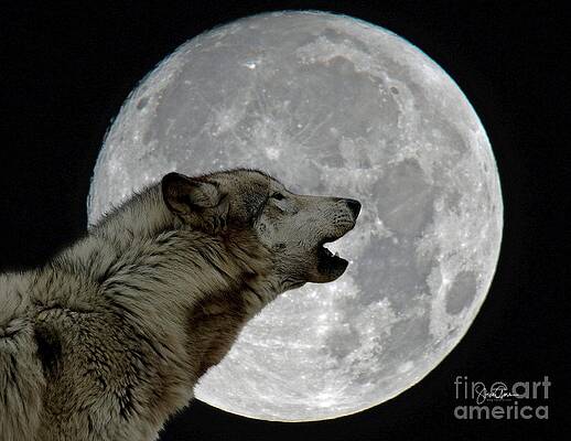 Wall Art - Photograph - Howling At The Moon by Steve Gass
