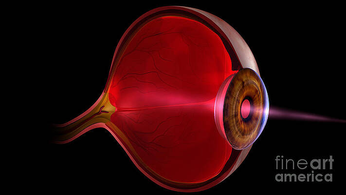 Wall Art - Photograph - Human Eye Anatomy by Science Photo Library