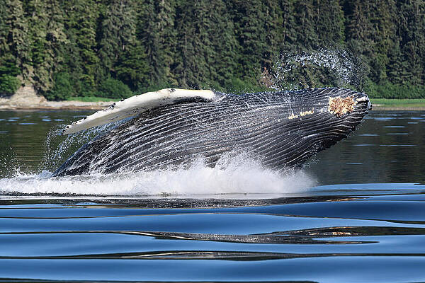 Wall Art - Photograph - Humpback Whale Calf Breaching And Playing While Its Mother by Tony Wu / Naturepl.com