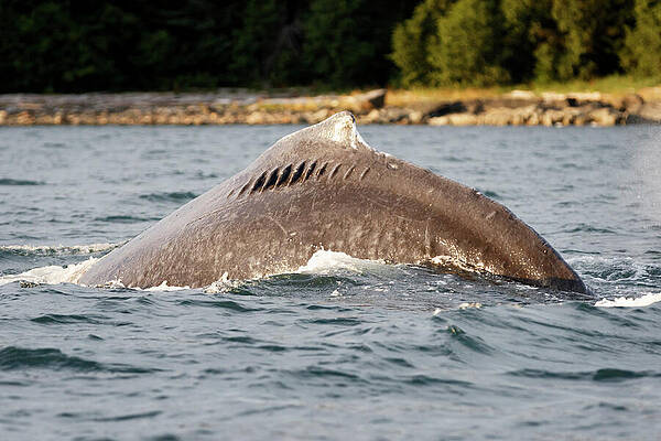 Wall Art - Photograph - Humpback Whale Engaged In Bubble Net Feeding, Note The by Tony Wu / Naturepl.com