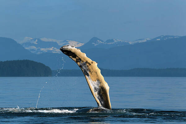 Wall Art - Photograph - Humpback Whale Juvenile Playing By Raising And Slapping Its by Tony Wu / Naturepl.com