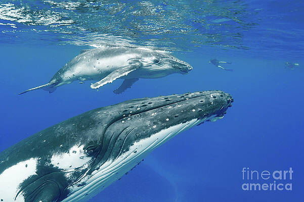 Wall Art - Photograph - Humpback Whale With Calf by Science Photo Library