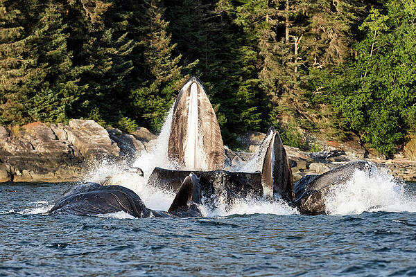 Wall Art - Photograph - Humpback Whales Bubble Net Feeding In The Warm Light Of by Tony Wu / Naturepl.com