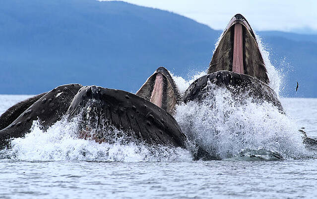 Wall Art - Photograph - Humpback Whales Bubble Net Feeding With Mouths Open At by Tony Wu / Naturepl.com