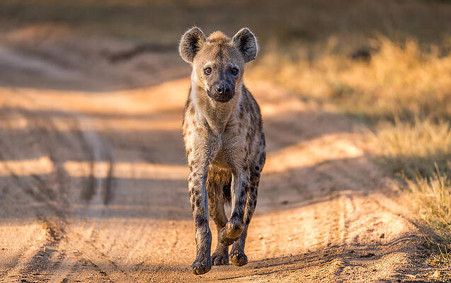 Hyena on a Dusty Path Print