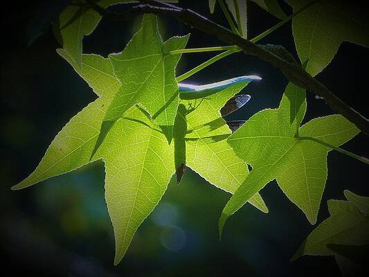 Wall Art - Photograph - Illusion by Jerilyn Ezinga