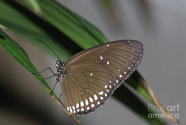 Indian Crow Butterfly 2 by Steve Edwards Indian Crow Butterfly 2 by Steve Edwards