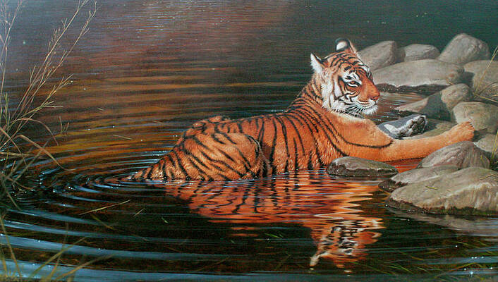 Indian Tiger Art Fine Art America