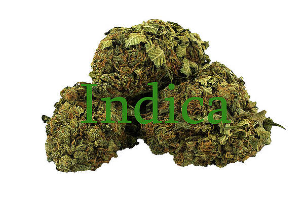 Indica by Pat Cook Indica by Pat Cook