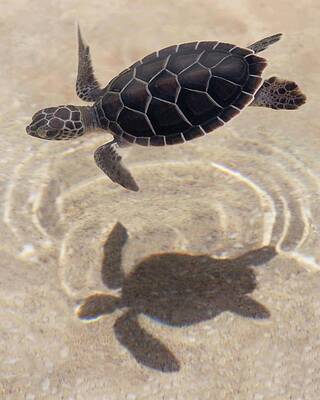 Wall Art - Photograph - Infant Green Turtle Takes A Swims by Caren Brinkema