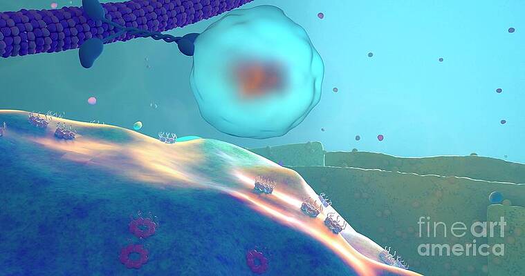 Wall Art - Photograph - Intracellular Transport by Science Photo Library