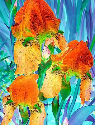 Iris Garden Trio by Trent Jackson Iris Garden Trio by Trent Jackson