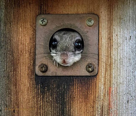 Is It Safe? by Lee Alloway Is It Safe? by Lee Alloway