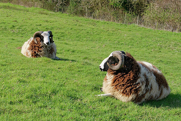 Wall Art - Photograph - Jacob Sheep Two Rams Of This Ancient British Breed Resting by Nick Upton / Naturepl.com