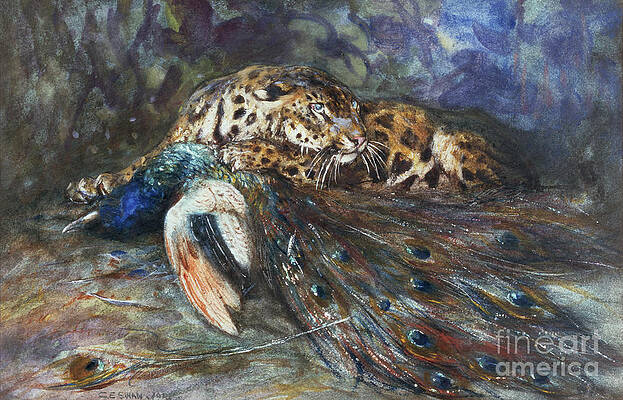 Exotic peacock watercolor Canvas Print for Sale by Aliaksandr Kudlakou
