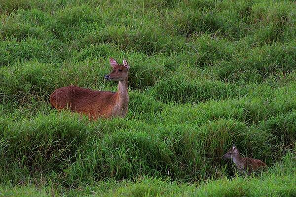 Wall Art - Photograph - Java Deer. Mauritius by Roger De La Harpe