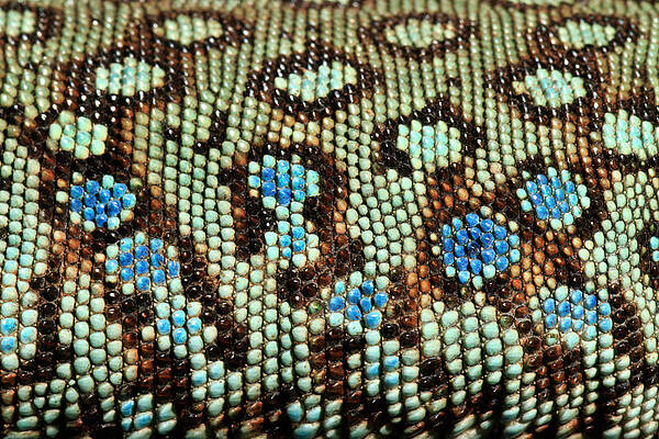 Wall Art - Photograph - Jeweled Lacerta Lacerta Lepida Scale by David Kenny