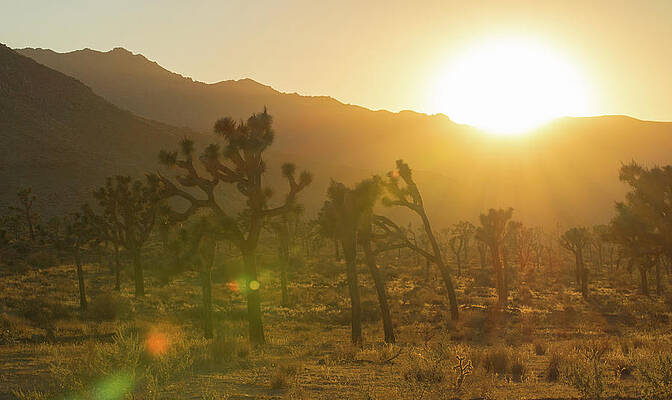 Joshua Tree, Warm by Amanda Rimmer Joshua Tree, Warm by Amanda Rimmer