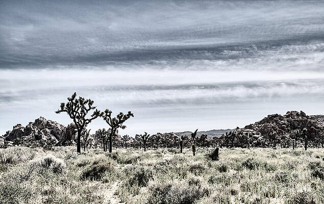 Wall Art - Photograph - Joshua Tree National Park by Bruce Block