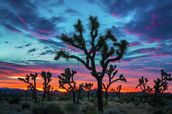Joshua Trees at Sunset by Rick Strobaugh Joshua Trees at Sunset by Rick Strobaugh