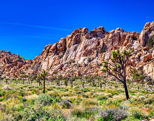 Wall Art - Photograph - Joshua Trees by Bruce Block