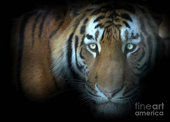 Wall Art - Photograph - Jungle Cat by La Dolce Vita