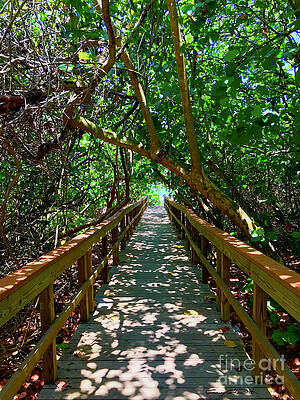 Juno beach walkway by Carey Chen Juno beach walkway by Carey Chen