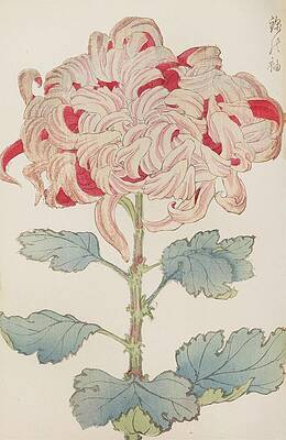 Wall Art - Painting - Keika Hyakugiku, Pl.13 by Keika Hasegawa