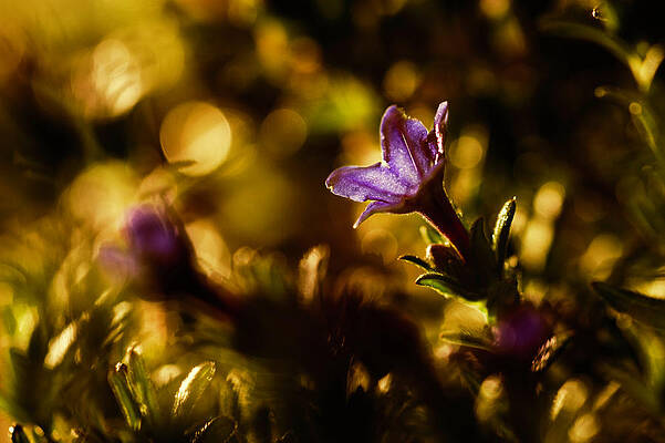La Primavera by Fabien Bravin La Primavera by Fabien Bravin