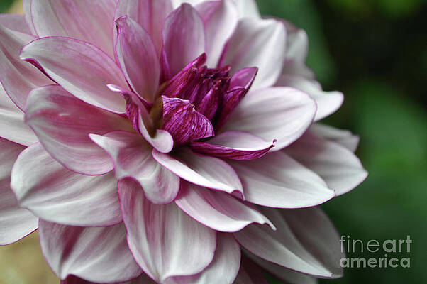 Lady Dahlia by Carol Eliassen Lady Dahlia by Carol Eliassen
