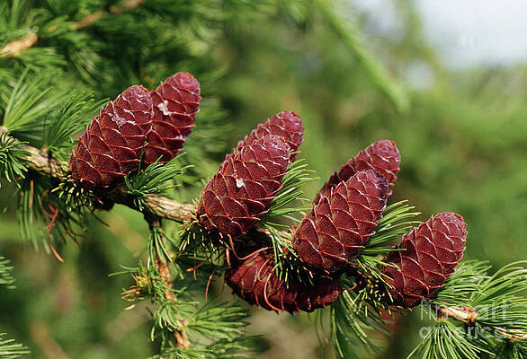 Eastern White Pine Cones by Geoff Kidd/science Photo Library