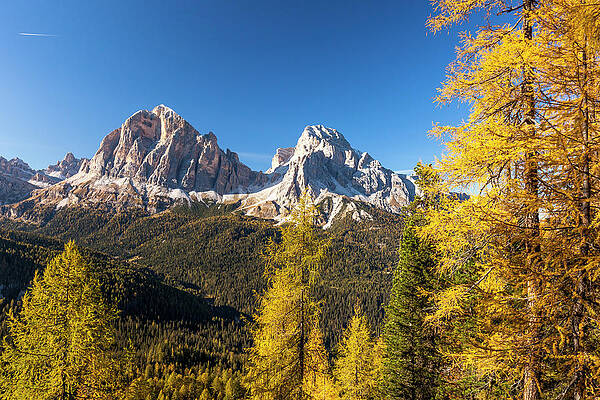 Wall Art - Photograph - Larch Trees In Autumn Surrounding Tofane, Dolomites, Italy by Cavan Images