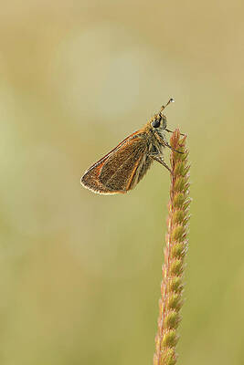 Wall Art - Photograph - Large Skipper (ochlodes Venatus) by Sarah Darnell