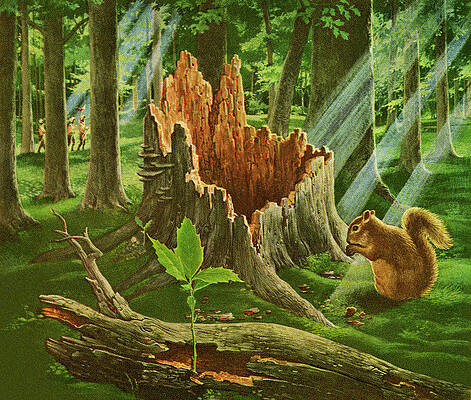 Forest Animal Drawings - Fine Art America