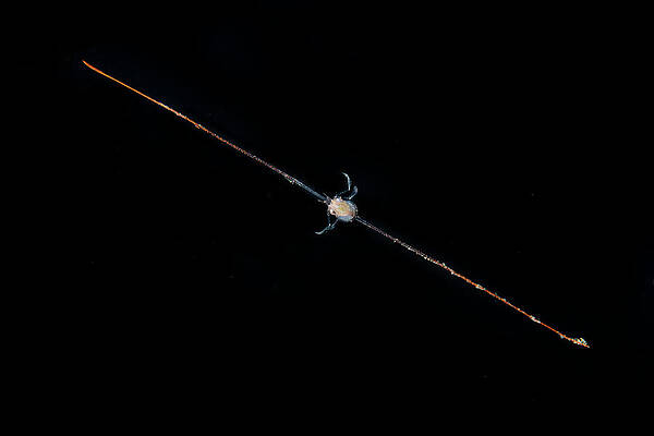Wall Art - Photograph - Larval Crab With An Impressive Spine Running From Front To by Magnus Lundgren / Naturepl.com