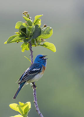 Wall Art - Photograph - Lazuli Bunting by Verdon