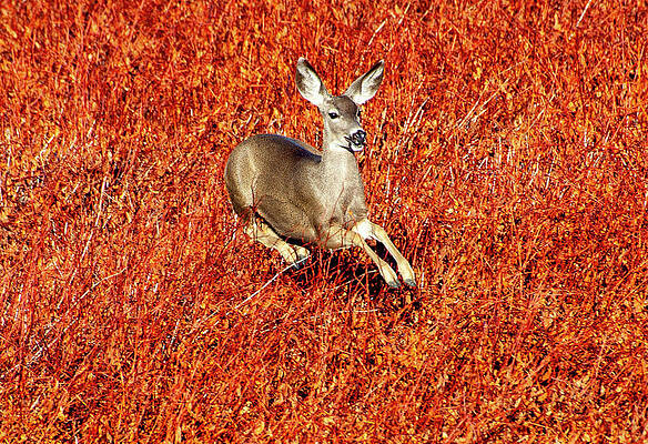 Leaping Deer by Anthony Jones Leaping Deer by Anthony Jones