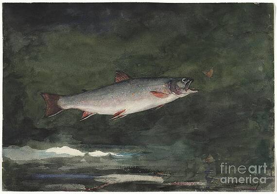 Wall Art - Drawing - Leaping Trout by Heritage Images